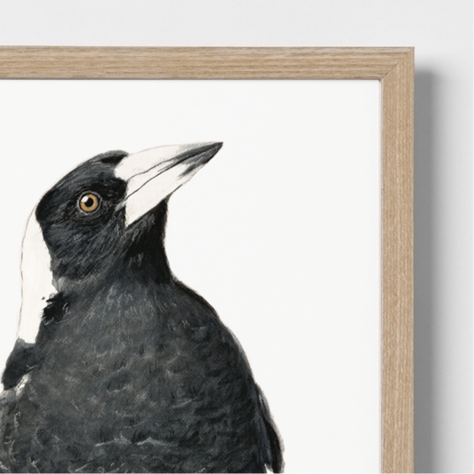 Jackie the magpie