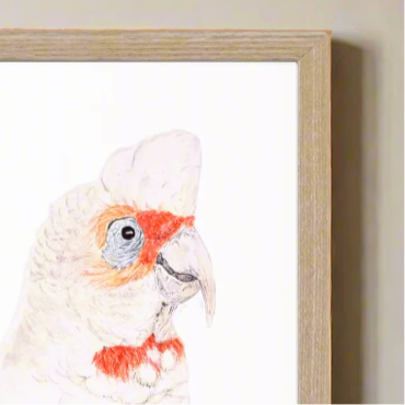 Reggie the Corella