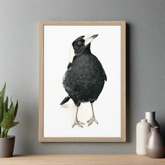Jackie the magpie