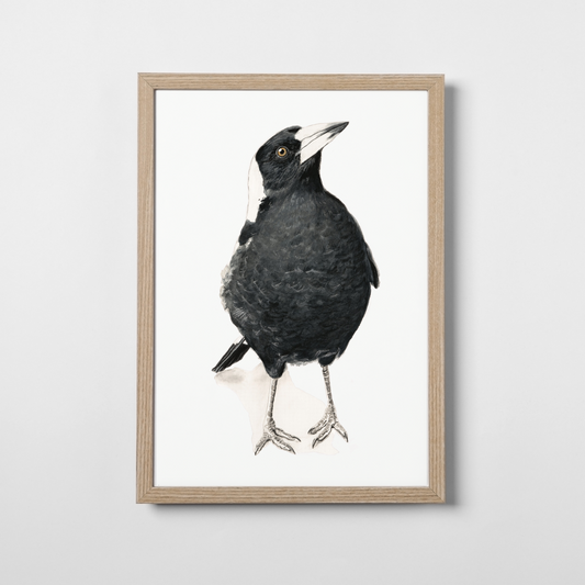Jackie the magpie
