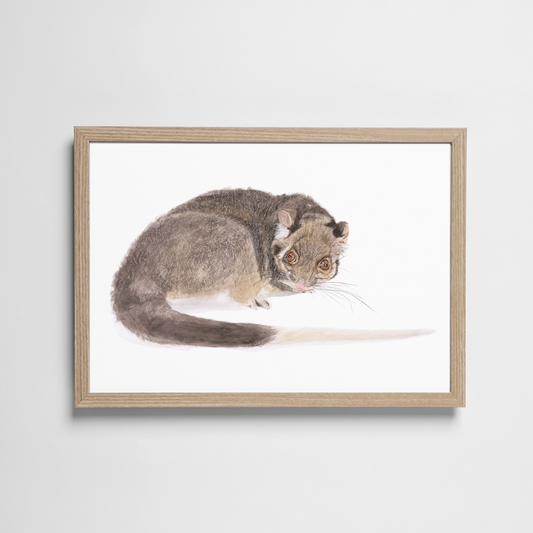 Jake the ringtail possum