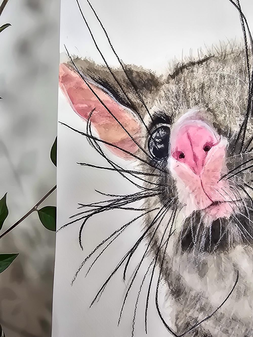 Guaka the brushtail possum