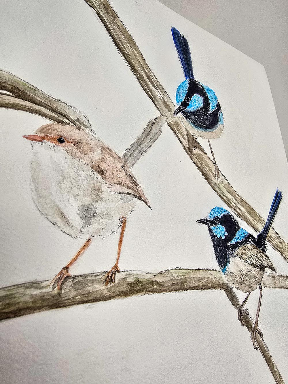 A Blue Wren Gathering