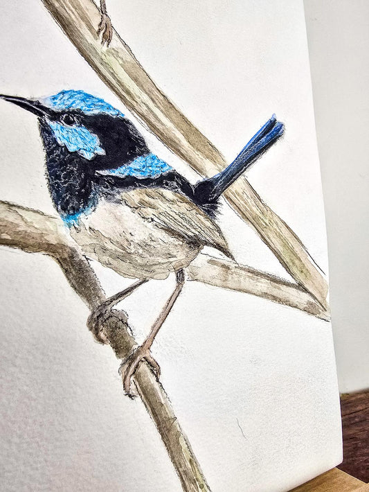 A Blue Wren Gathering