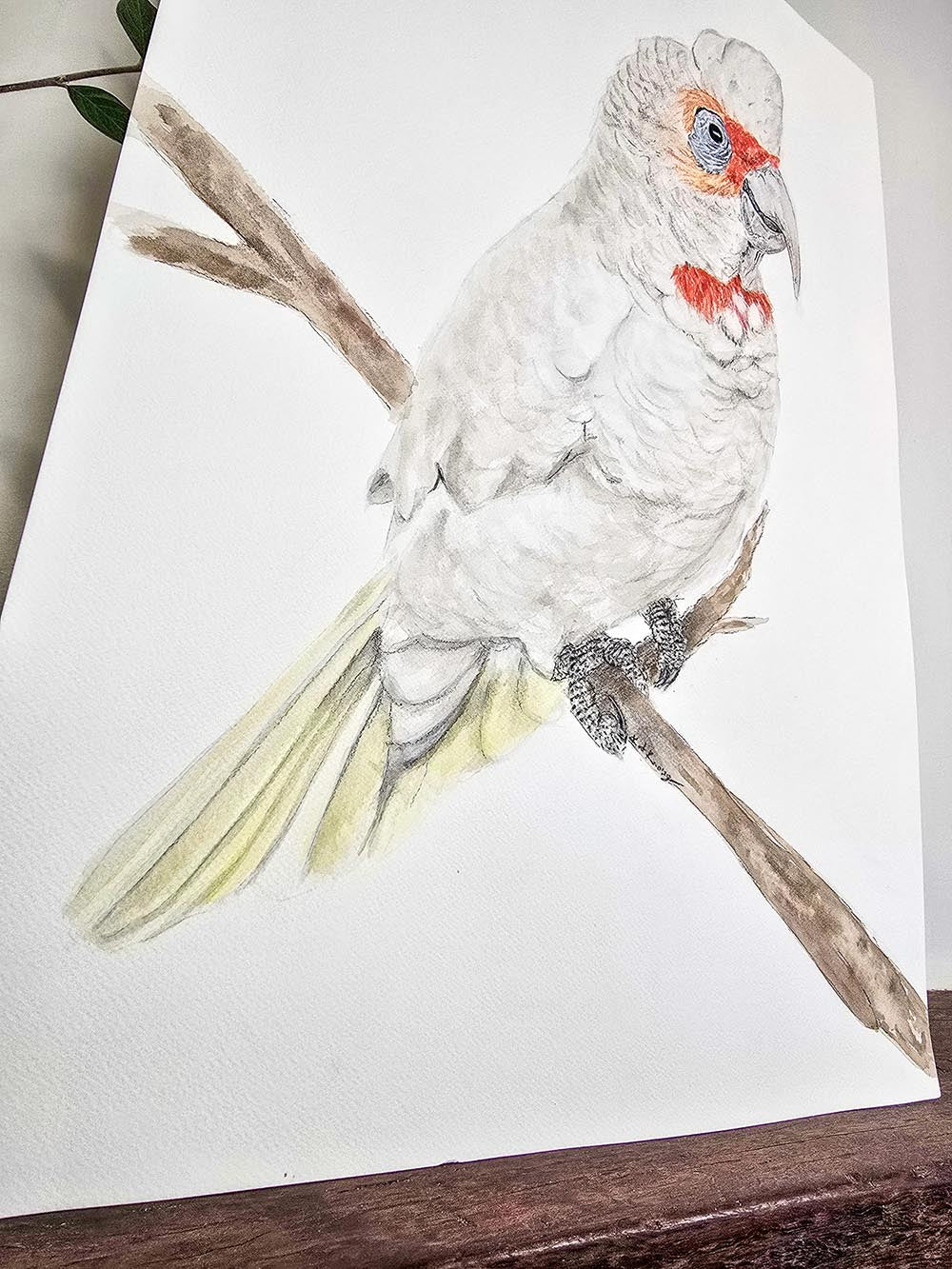 Reggie the Corella