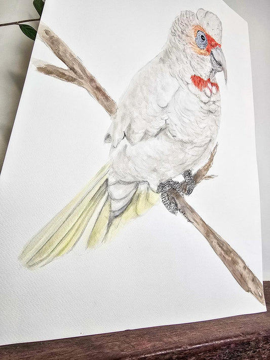 Reggie the Corella