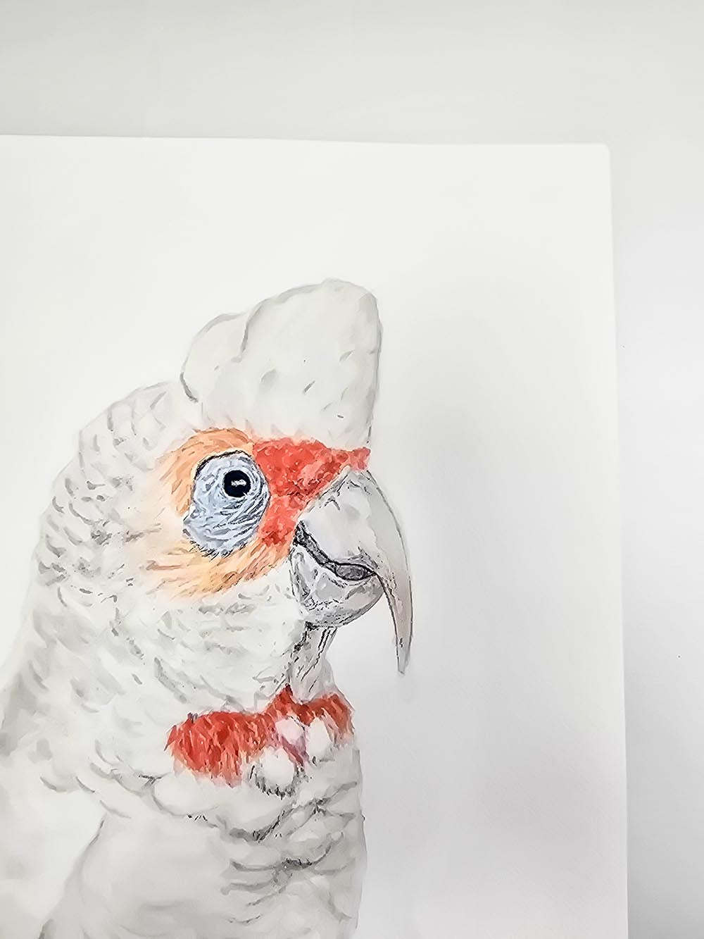 Reggie the Corella
