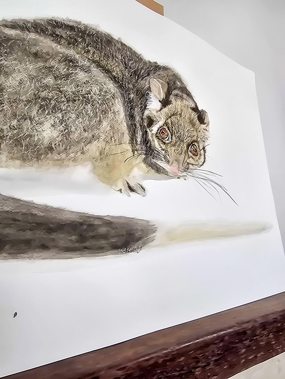 Jake the ringtail possum