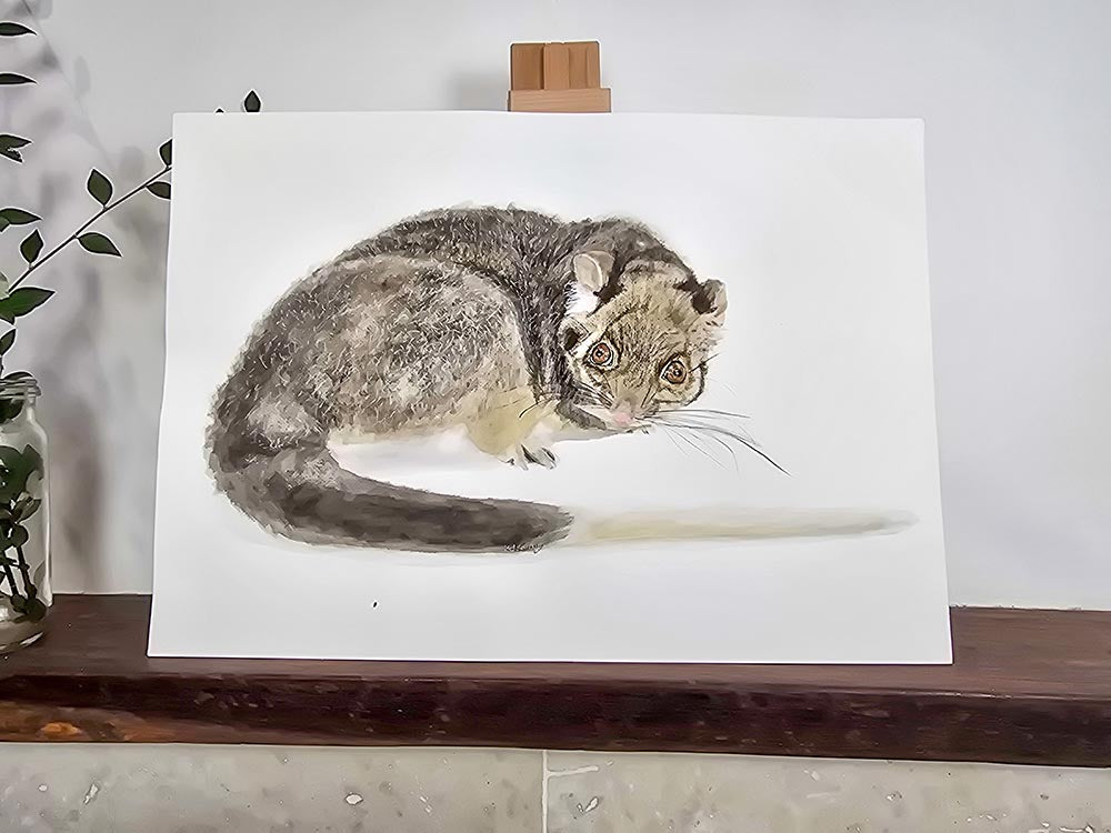 Jake the ringtail possum