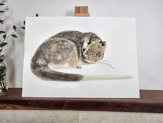 Jake the ringtail possum