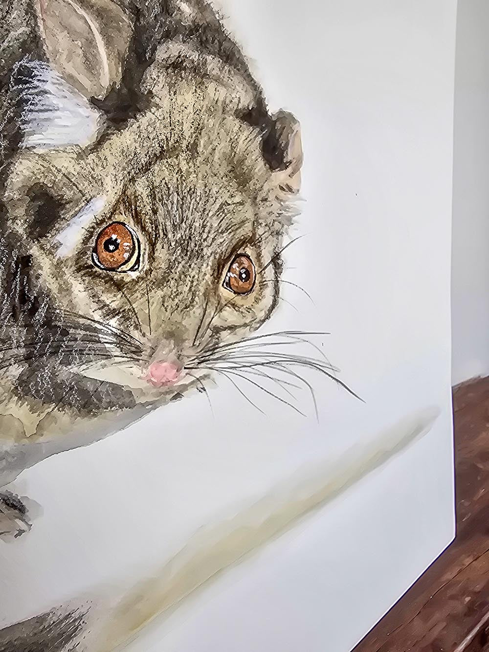 Jake the ringtail possum