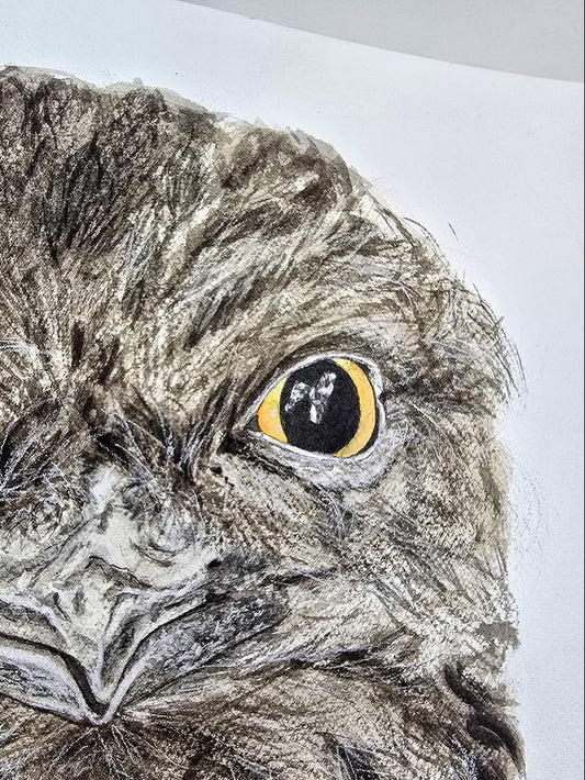 Ewok the tawny frogmouth