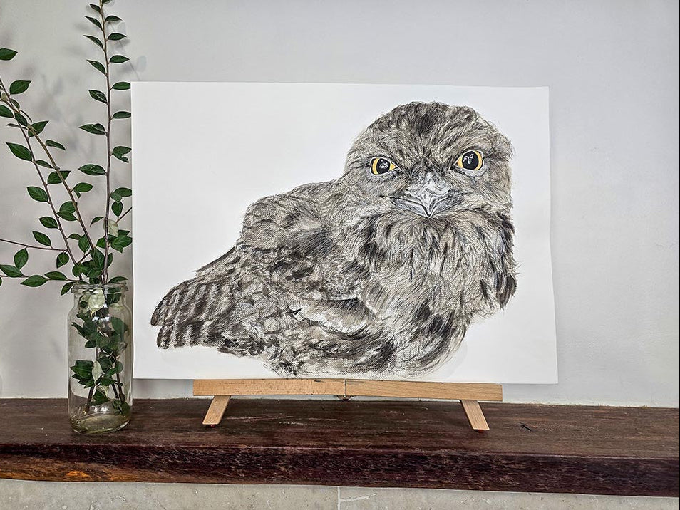 Ewok the tawny frogmouth