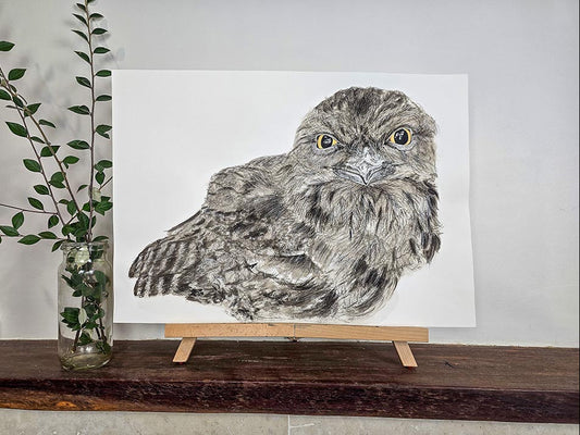 Ewok the tawny frogmouth