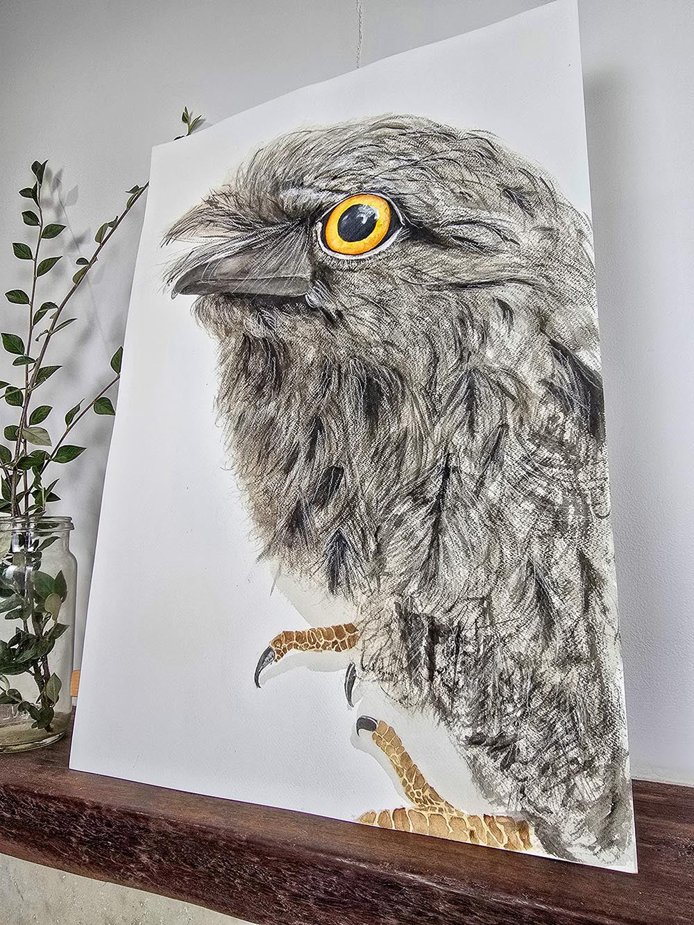 Puffles the Tawny Frogmouth