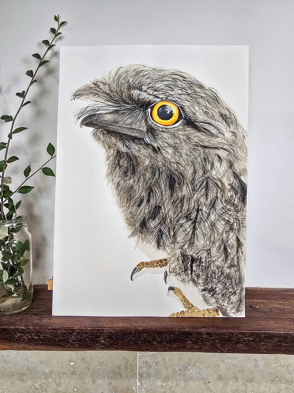 Puffles the Tawny Frogmouth