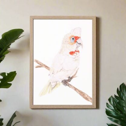 Reggie the Corella