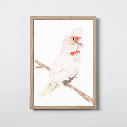 Reggie the Corella