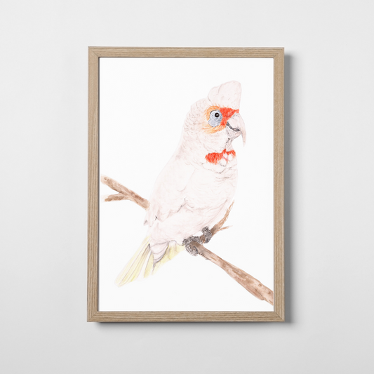 Reggie the Corella