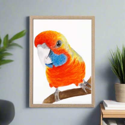 Squirt the Rosella