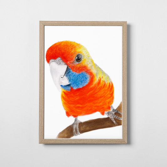 Squirt the Rosella