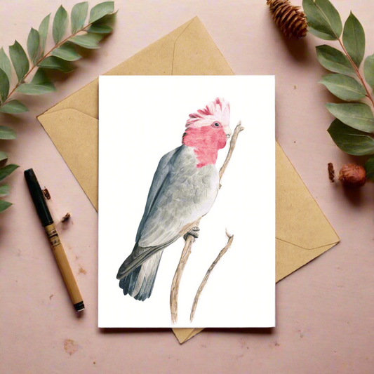 Grace the Galah