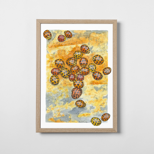 Ladybirds