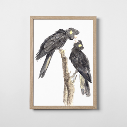 Yellow Tailed Black Cockatoo