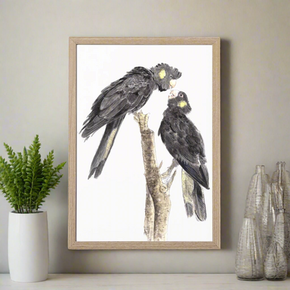 Yellow Tailed Black Cockatoo